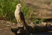 Cimango zlutavy - Milvago chimachima - Yellow-headed Caracara 8818